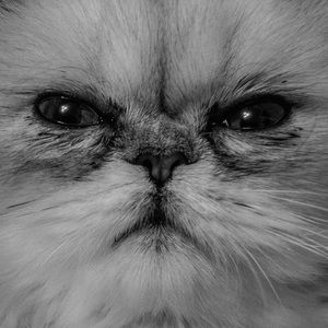 Meet your Posher, Chi